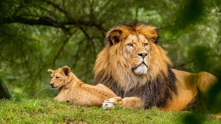 12 Best Wildlife Safaris in India for Foreign Travelers