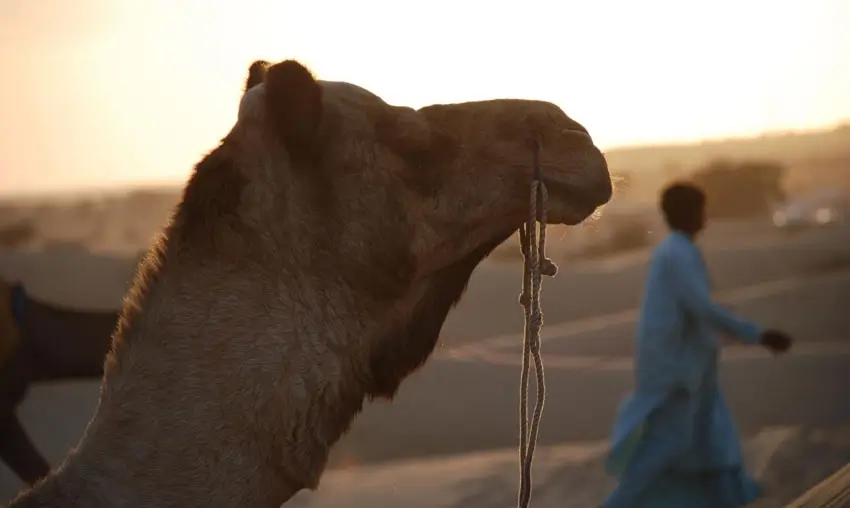 Best Driver for Rajasthan Desert Trip