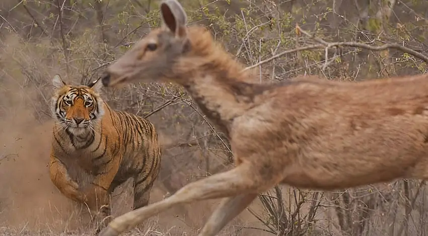 10-Day Golden Triangle, Udaipur & Ranthambore Itinerary