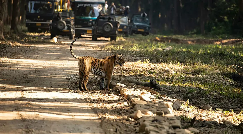 Jim Corbett Luxury Tiger Safari Guide: Zones & Lodges