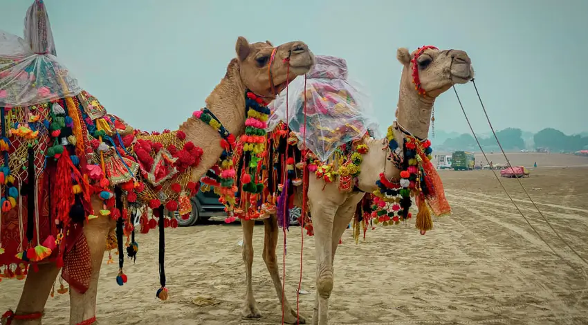 Pushkar Beyond the Camel Fair
