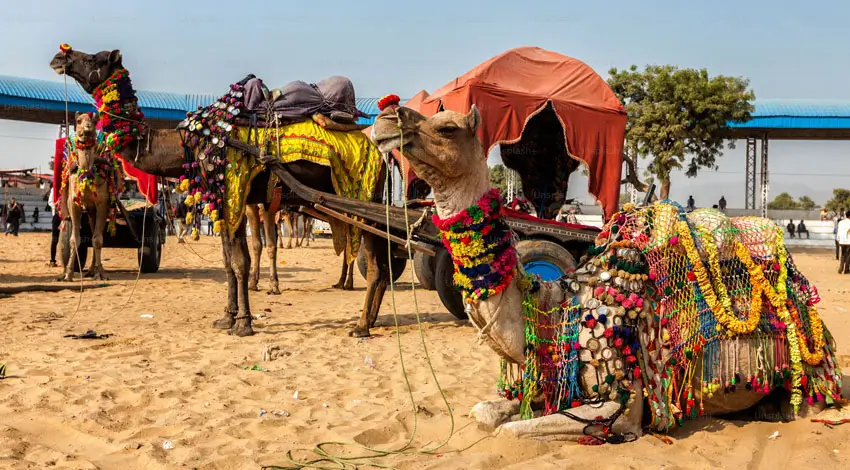 Pushkar Camel Fair Luxury Travellers Guide