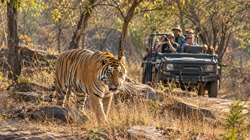 Ranthambore Full-Day Safari