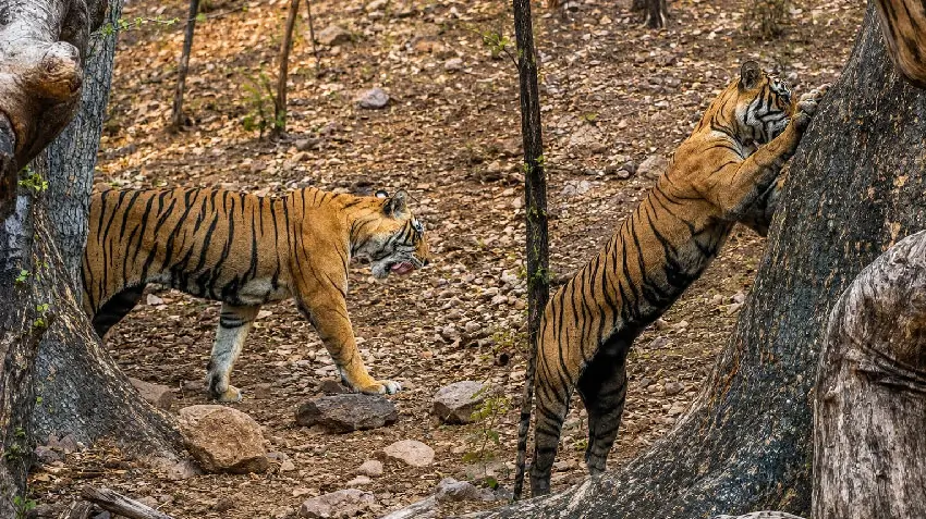Ranthambore Safari Booking: How Early Should You Reserve?