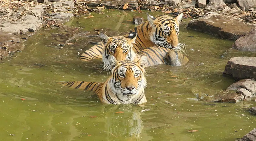 Ranthambore Safari Zones Guide: Best Tiger Sightings