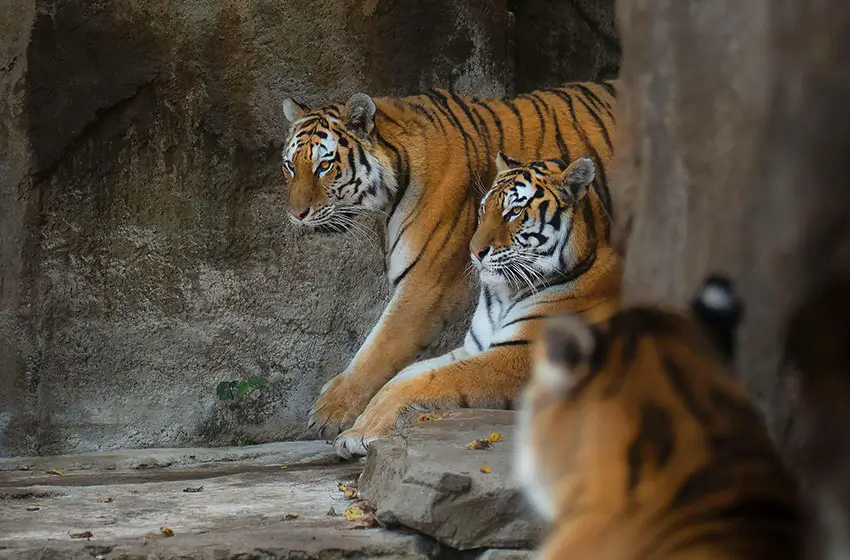 India Tiger Safari Tours