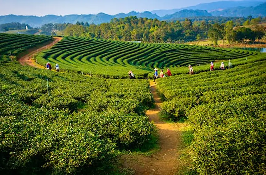 Assam (Kaziranga) Travel Guide