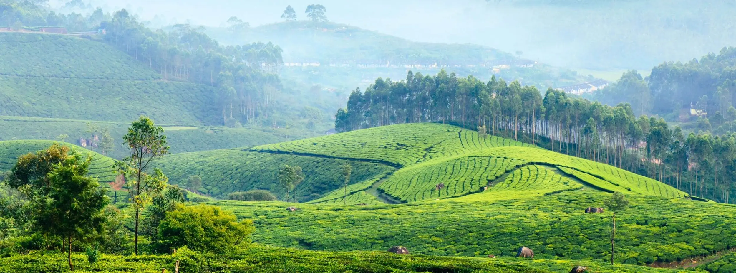 Munnar Travel Guide