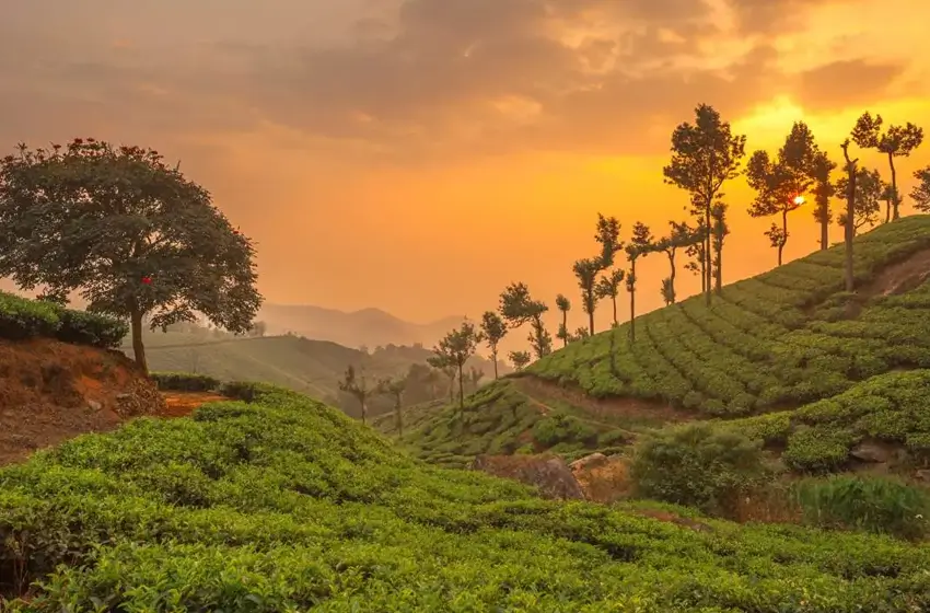 Munnar Travel Guide