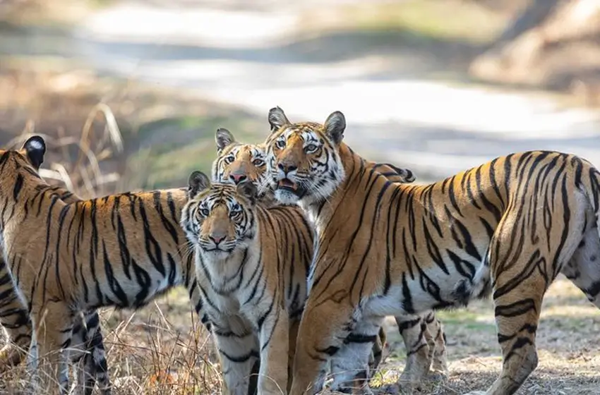 Bandhavgarh Kanha Travel Guide