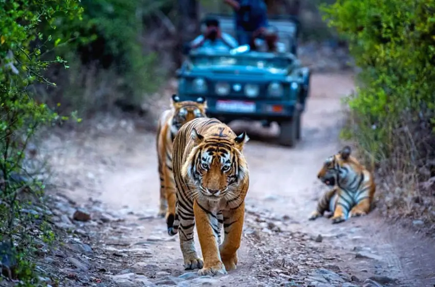 North India Wildlife & Heritage Tour with Golden Triangle & Ranthambore Safari