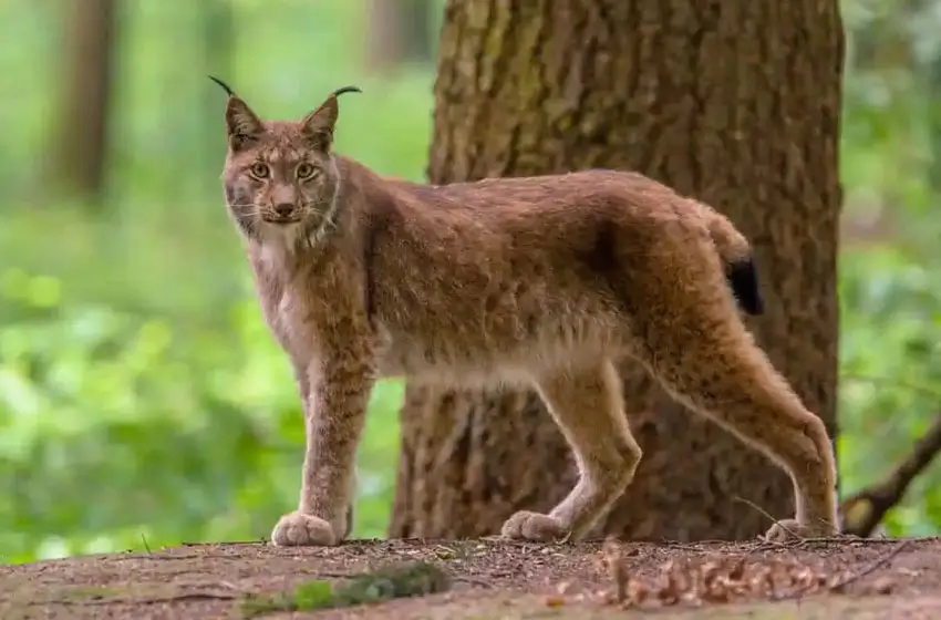 India Big Cats Safari – Ranthambore Tigers, Bera Leopards & Gir Asiatic Lions