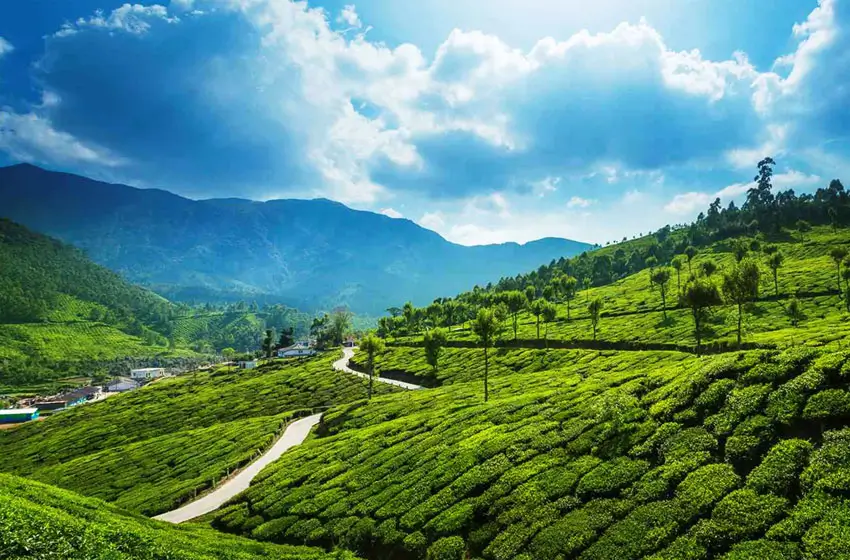 Tamil Nadu to Kerala: Temples, Tea & Backwaters