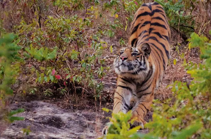Gay Taj Mahal and Tigers Safari