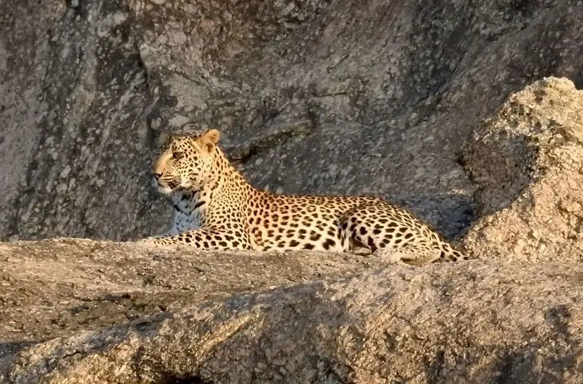 Golden Triangle Tour with Jawai | Delhi, Agra, Jaipur & Leopard Safari