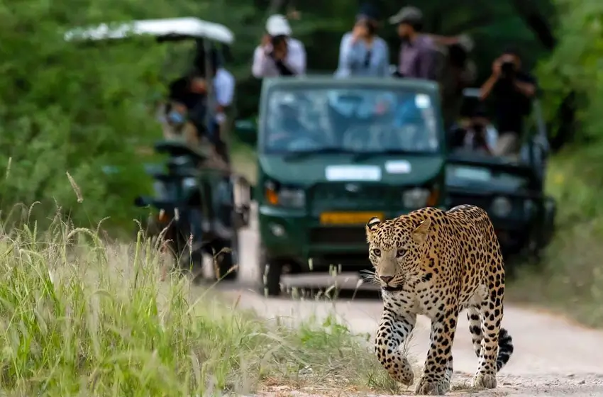 Jaipur Adventure & Jeep Safari Tour – Nahargarh & Jhalana Leopard Safari