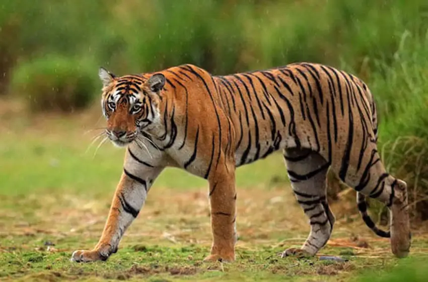 Classic Kerala Hills & Wildlife