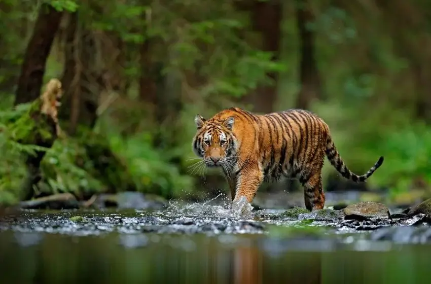 Kerala Wildlife & Luxury Beach Escape | 10 Days Private Tour