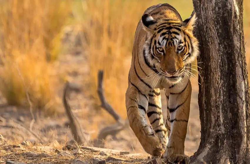 Tigers & Marwar Skies – Private Jet + Jeep Safari