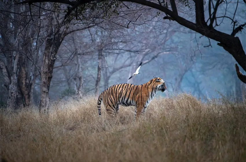 Magnificent Rajasthan Tour with Taj Mahal & Wildlife