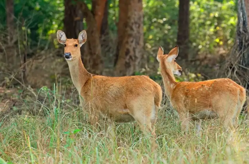 Luxury Central India Wildlife & Heritage Tour | 13 Days Private Tigers, Temples & Sacred India