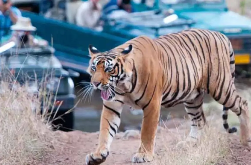 Luxury Rajasthan Wildlife Tour with Ranthambore & Jawai Leopard Safari | 11 Days Private Safari Journey