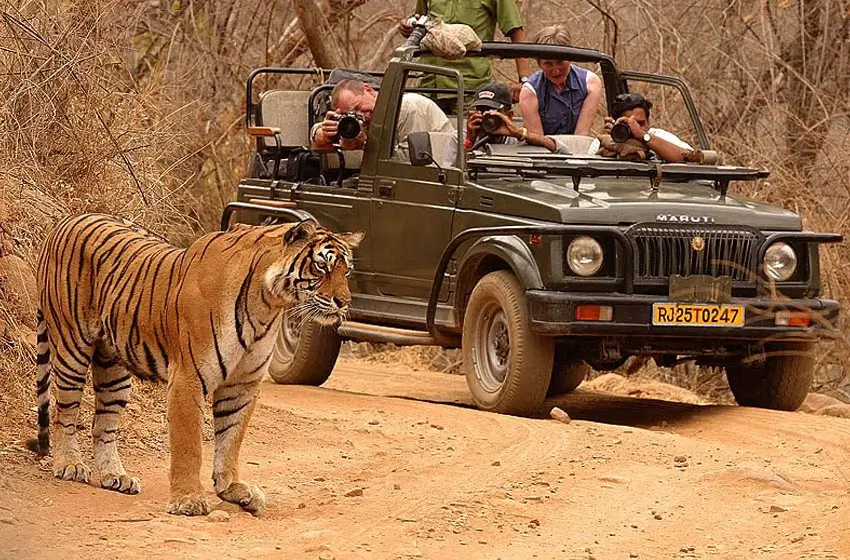 Rajasthan Jeep Safari Tour with Ranthambore Tigers