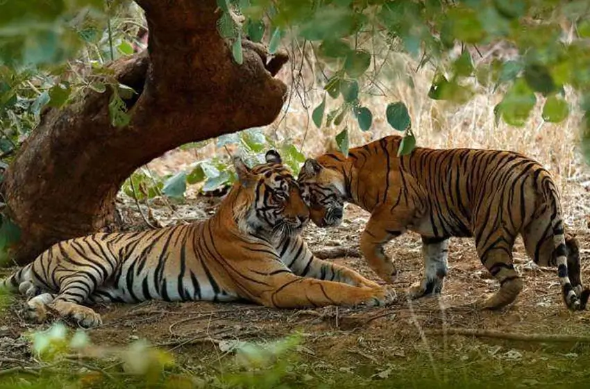 Solo Female Golden Triangle with Tiger Safari