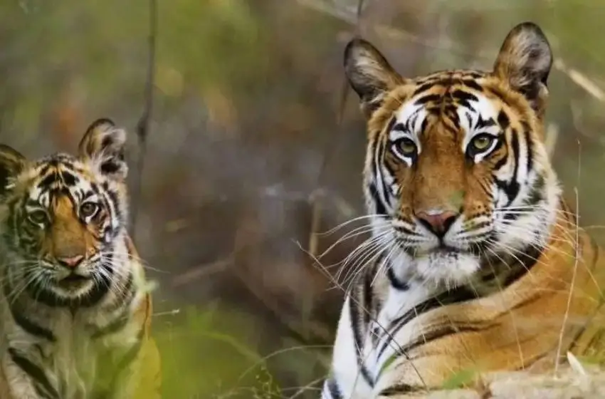 South India Luxury Wildlife Expedition | 14 Days Private Safari Tour