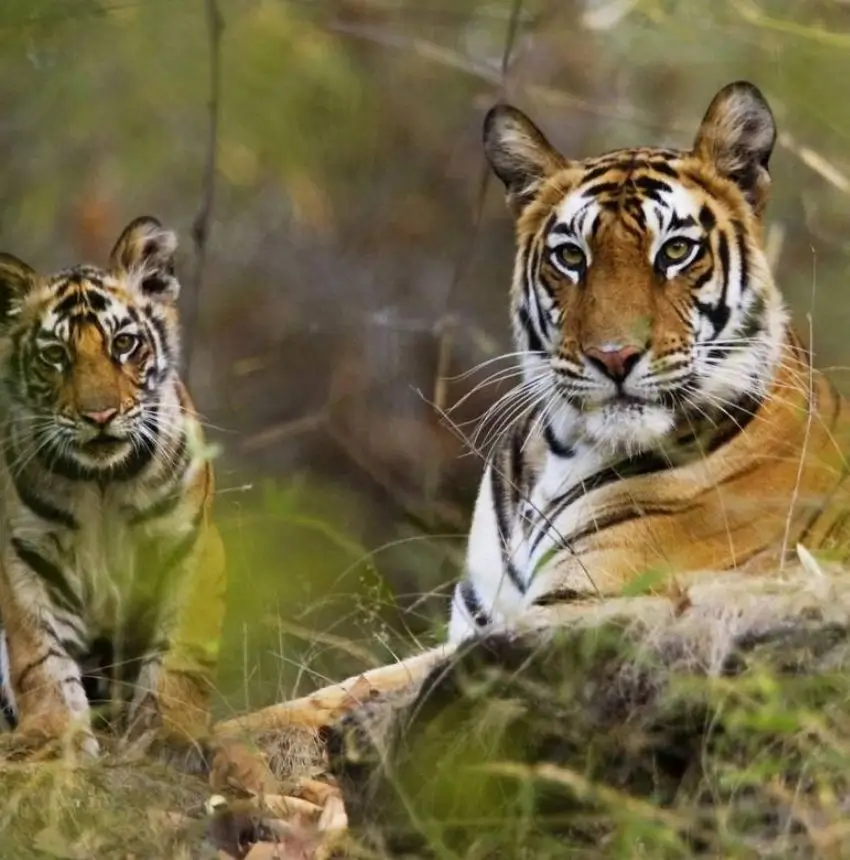 South India Luxury Wildlife Expedition | 14 Days Private Safari Tour