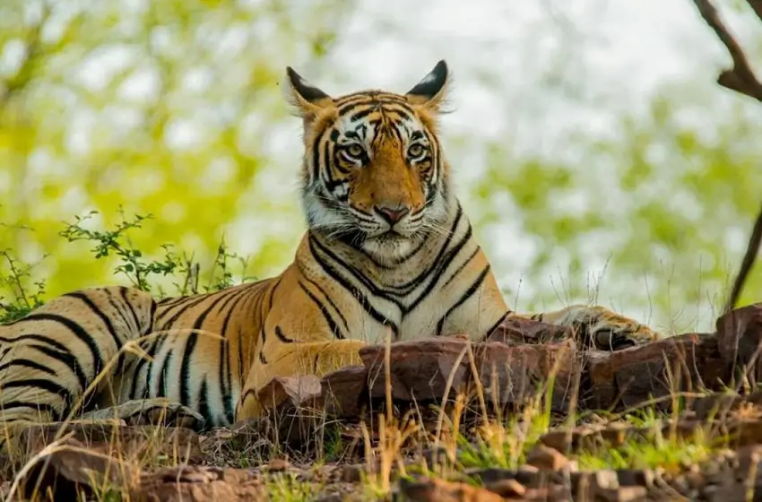 Accessible Golden Triangle & Ranthambore Wildlife Safari