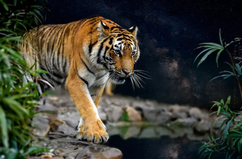 Tiger & Taj Mahal Tour – Delhi, Agra & Ranthambore