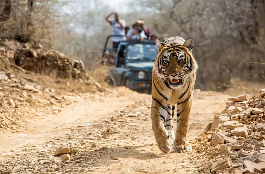 Luxury Tiger Safari in Ranthambore with Premium Resort Stay