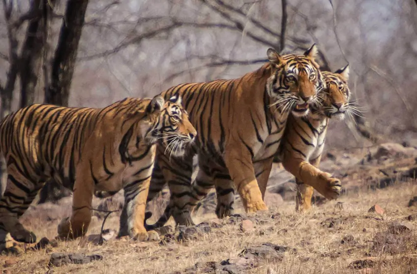 Golden Triangle with Tiger Safari India Tour