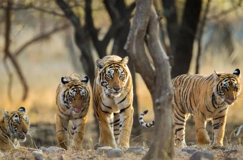 Luxury North India Tour with Taj Mahal, Ranthambore Tigers & Rajasthan Palaces