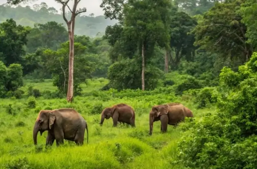 Kerala Wildlife & Luxury Beach Escape | 10 Days Private Tour