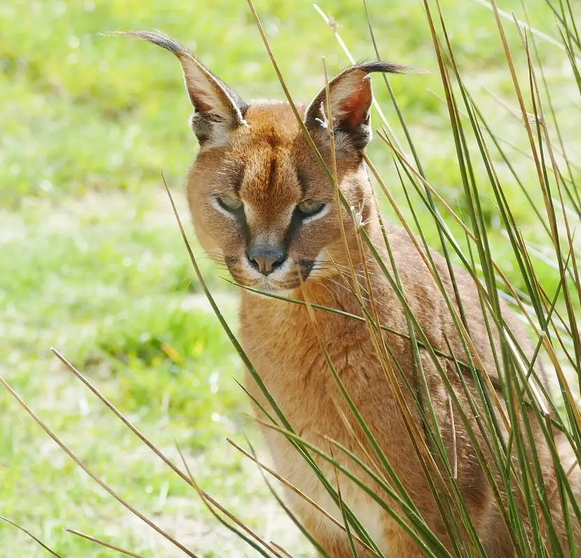 India Big Cats Safari – Ranthambore Tigers, Bera Leopards & Gir Asiatic Lions