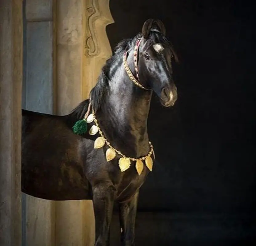 Royal Rajasthan Horse Safari Tour