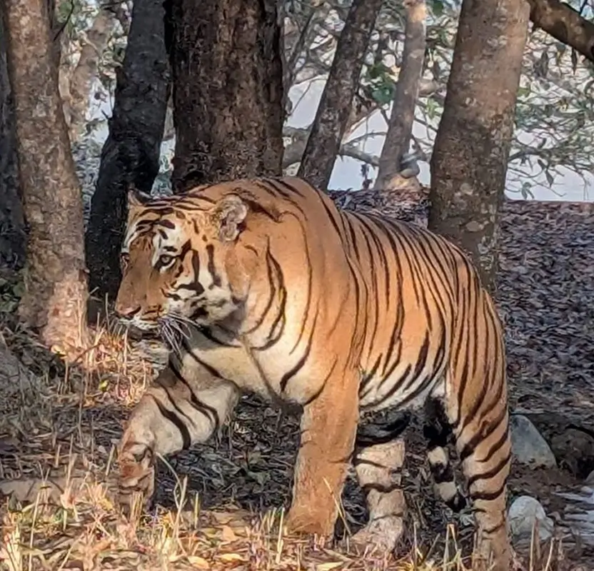 India Wildlife Photography Tiger Safari