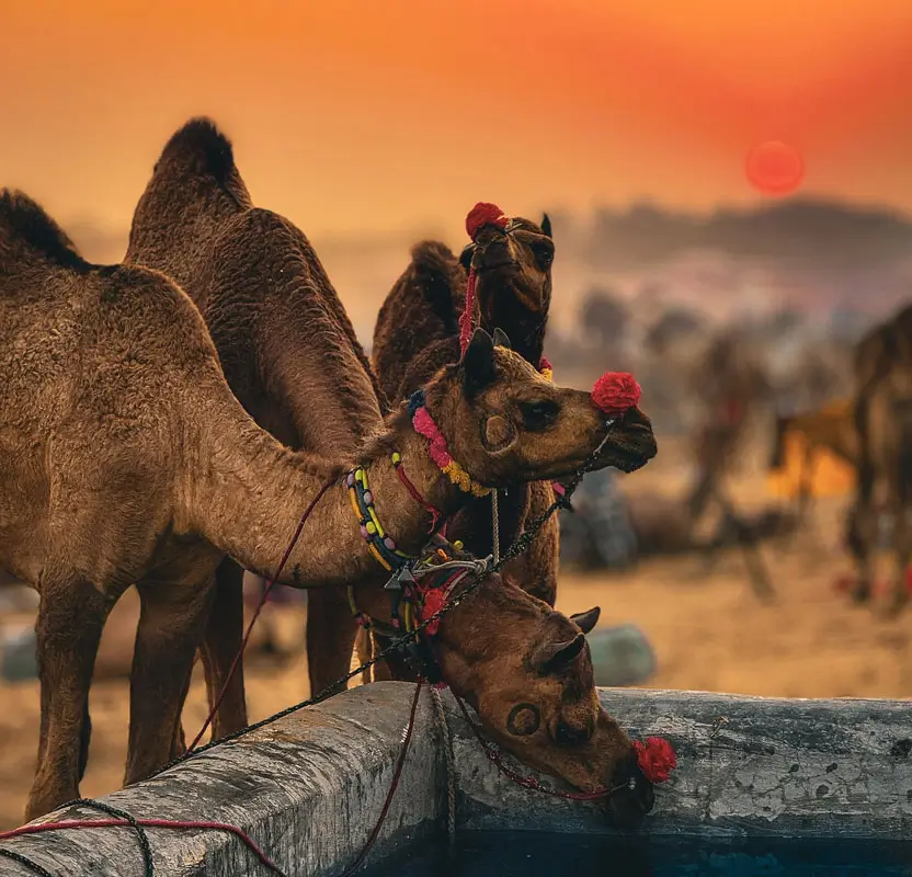 Luxury Rajasthan Tour with Jaipur, Jodhpur & Jaisalmer Palaces & Desert Safaris