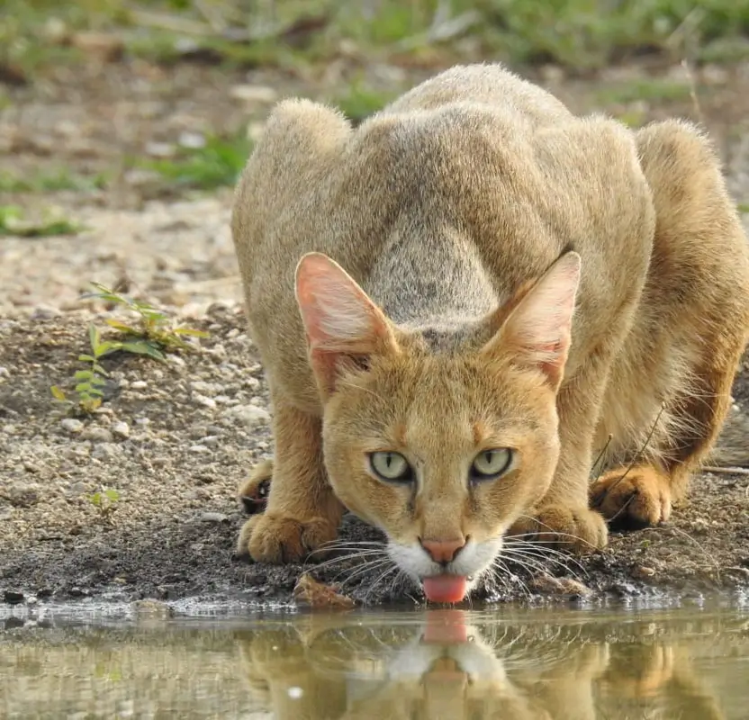 India Big Cats Safari – Ranthambore Tigers, Bera Leopards & Gir Asiatic Lions