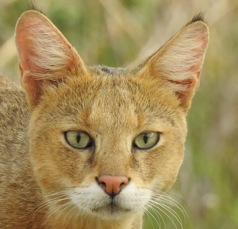 India Big Cats Safari – Ranthambore Tigers, Bera Leopards & Gir Asiatic Lions