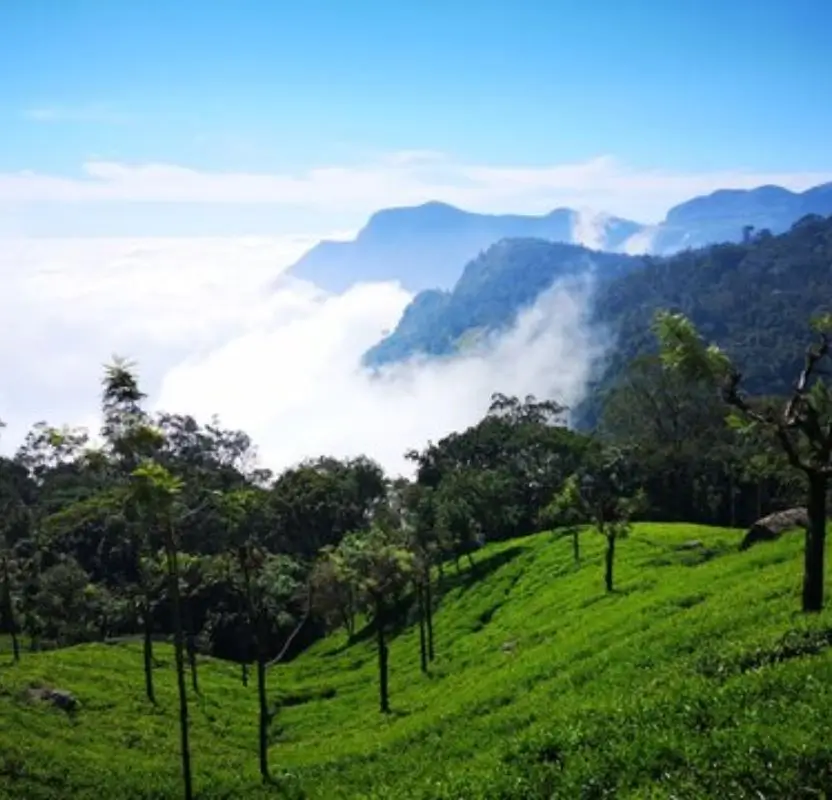 Luxury Nilgiri Mountains & Tea Estates Tour | 9 Days Private Holiday