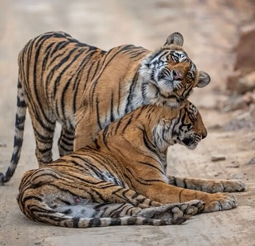 Luxury North India Tour with Taj Mahal, Ranthambore Tigers & Rajasthan Palaces