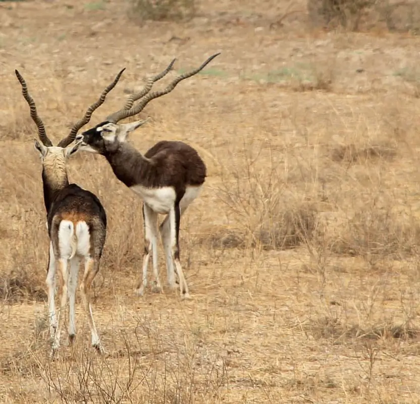Rajasthan Village Tour with Bishnoi & Rural Experiences – 10 Days of Culture, Heritage & Rural Charm