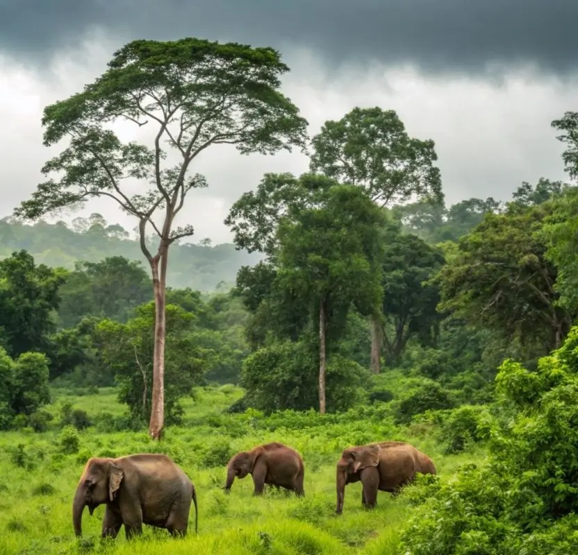 Luxury Central India Wildlife & Heritage Tour | 13 Days Private Tigers, Temples & Sacred India