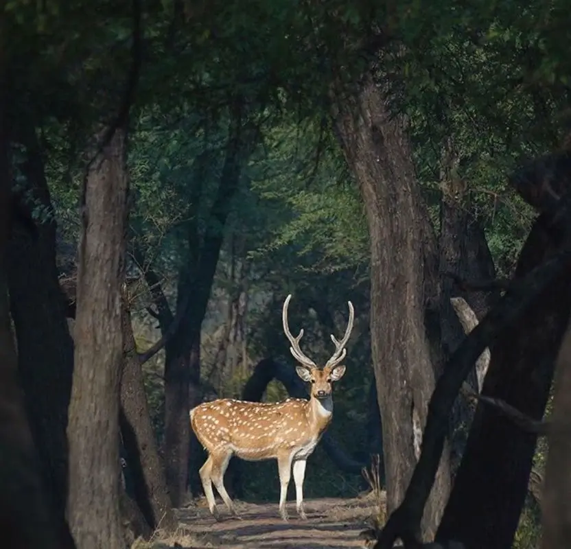 Luxury Central India Wildlife & Heritage Tour | 13 Days Private Tigers, Temples & Sacred India