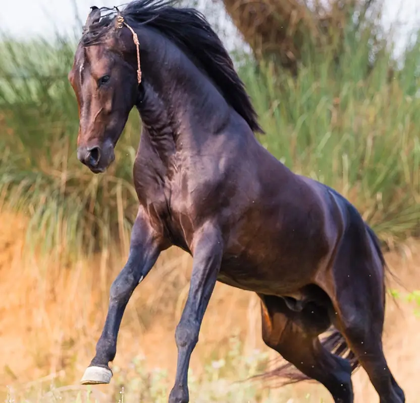 Royal Rajasthan Horse Safari Tour