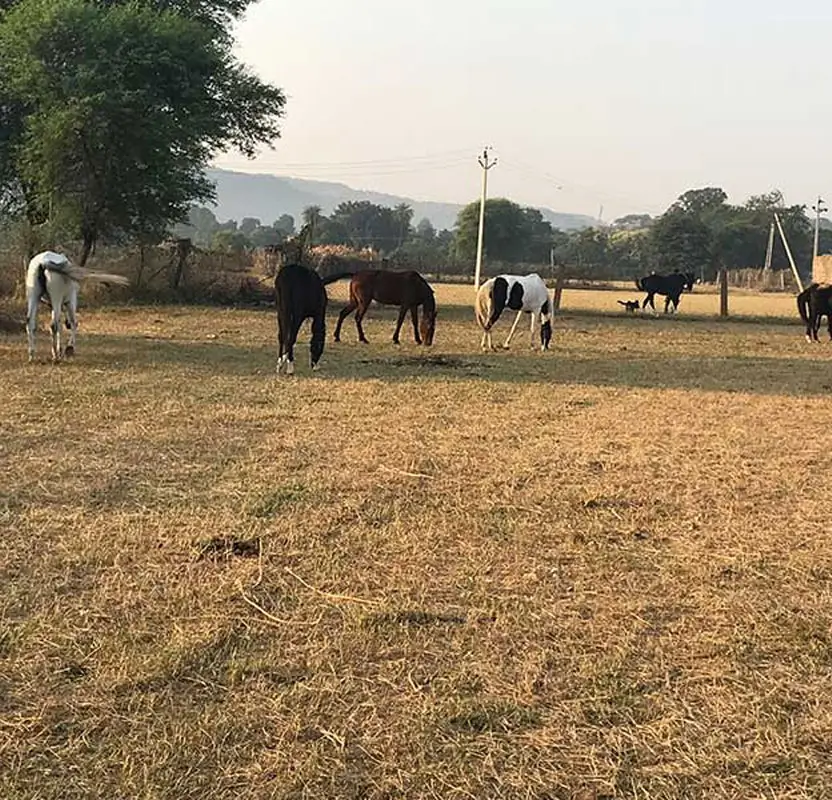 Royal Rajasthan Horse Safari Tour