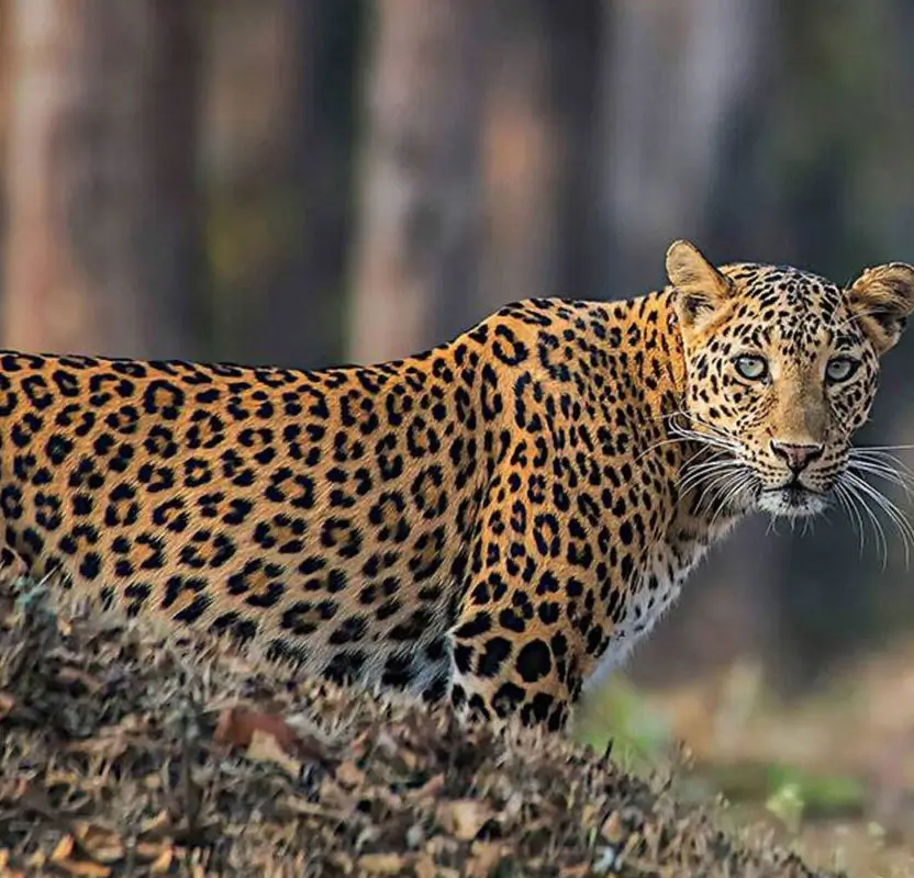 Gay-Friendly Udaipur & Jawai Leopards Luxury Tour